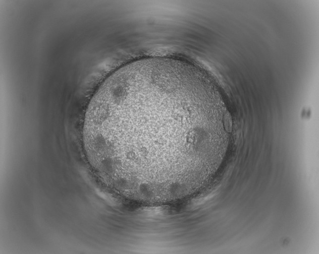 X0000093530307200710261257