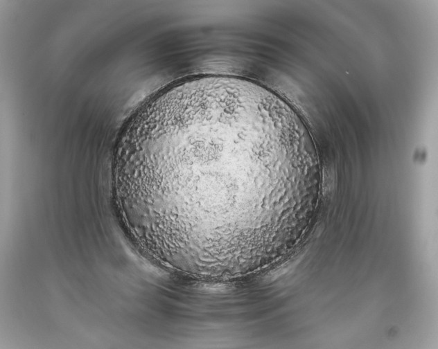 X0000093530349200710261256