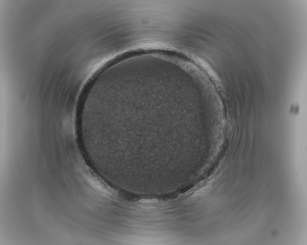 X0000093530391200710261256