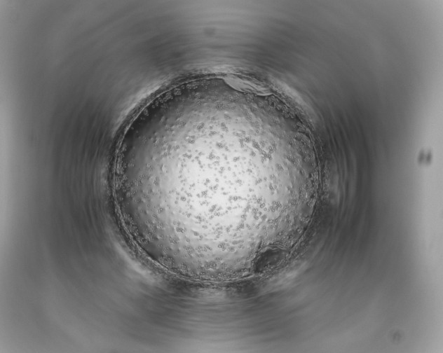 X0000093530394200710261256