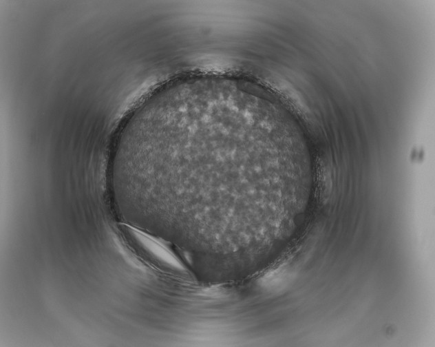 X0000093530496200710261255