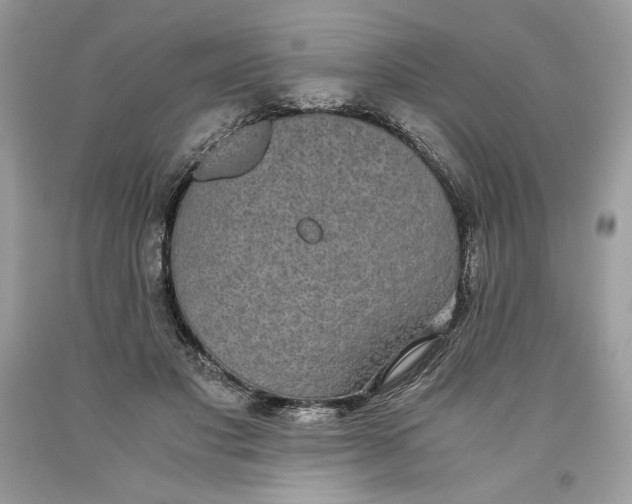 X0000093530501200710261255