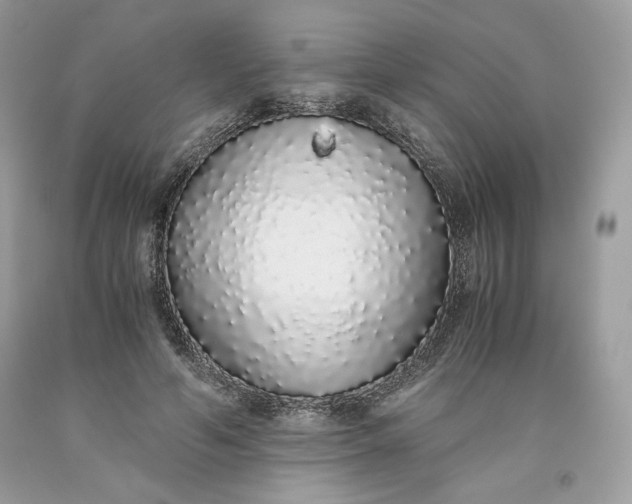 X0000093530594200710261253