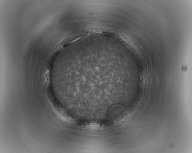 X0000093530598200710261253