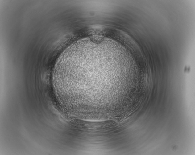 X0000093530602200710261253