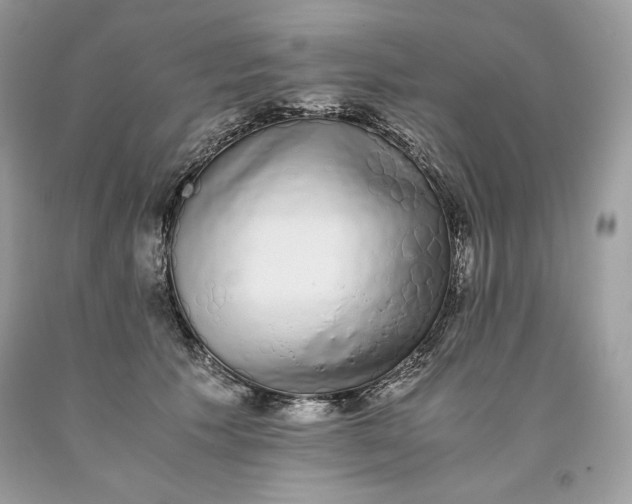 X0000093530609200710261253