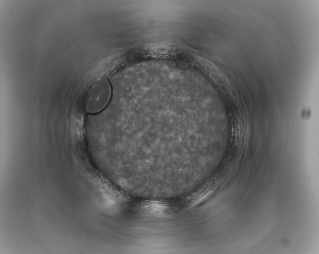 X0000093530610200710261253