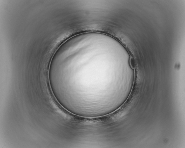 X0000093530625200710261252