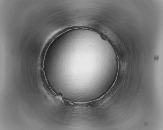 X0000093530628200710261252