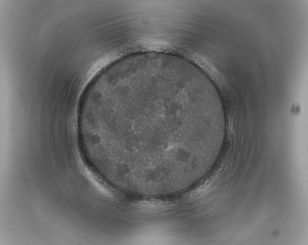 X0000093530630200710261252