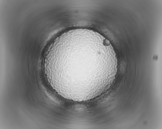 X0000093530636200710261252