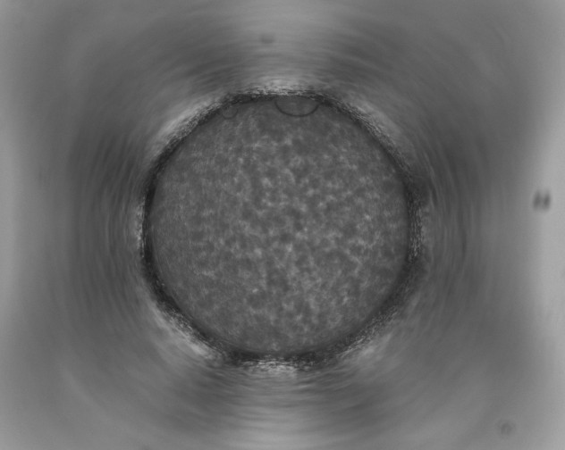 X0000093530640200710261252