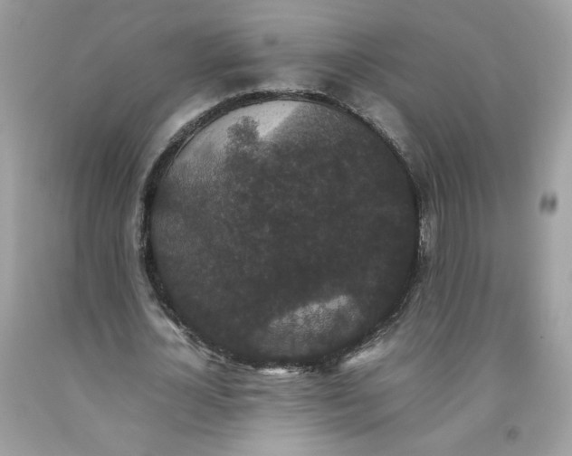 X0000093530724200710261251