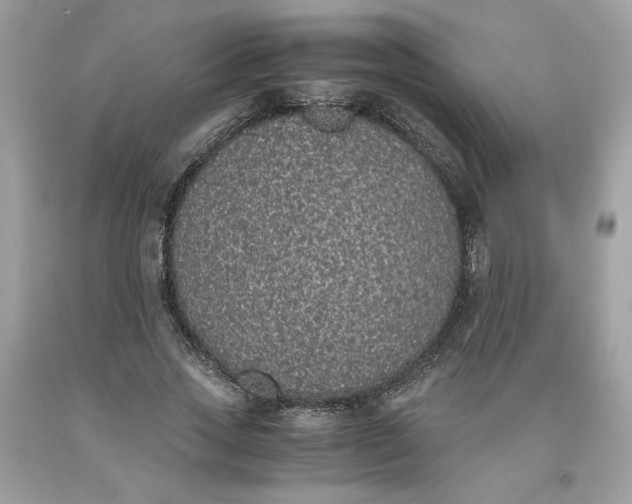 X0000093530733200710261251