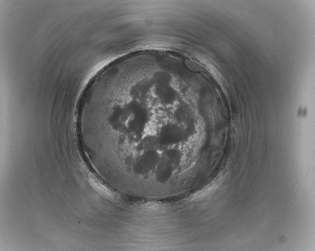 X0000093530779200710261250