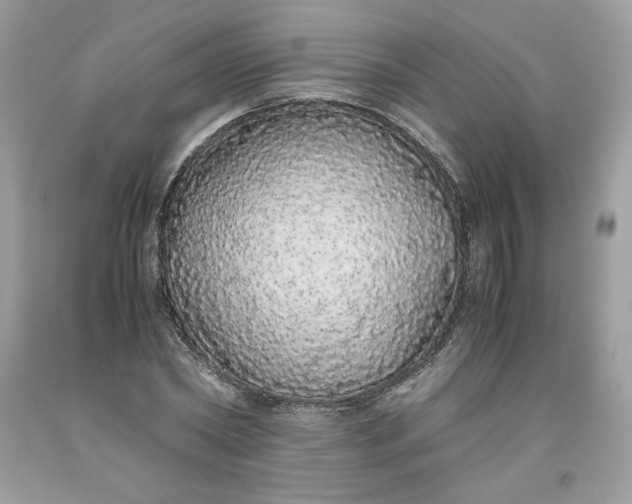 X0000093530782200710261250