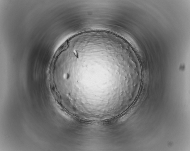 X0000093530814200710261250