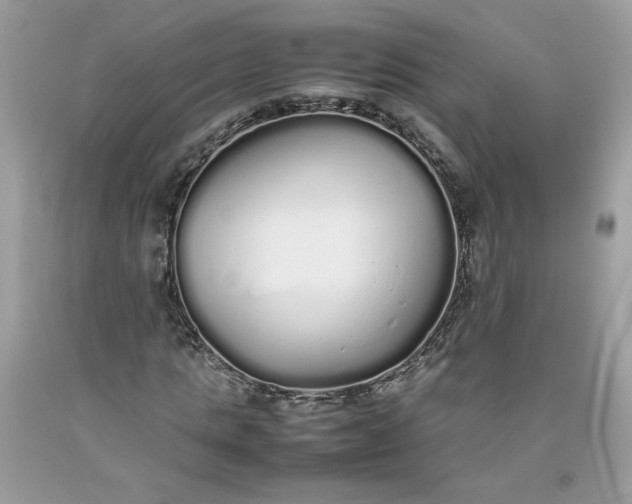 X0000093530821200710261249