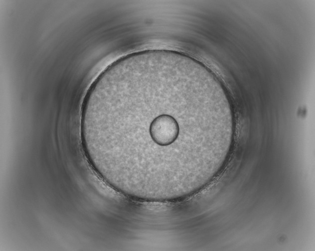 X0000093530836200710261250