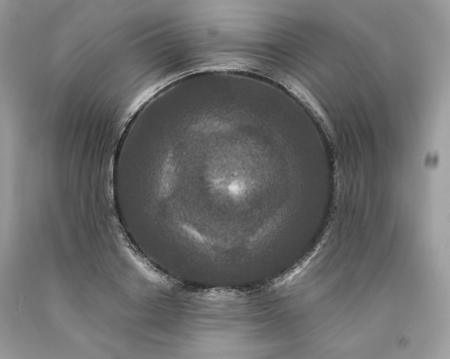 X0000093530842200710261250