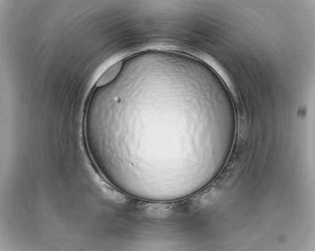 X0000093530861200710261250