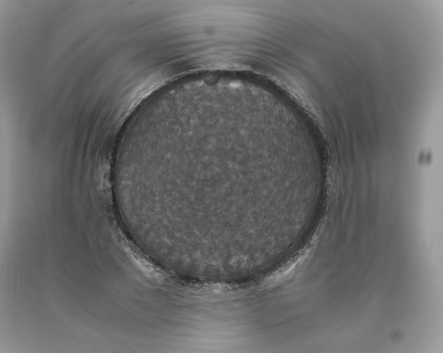 X0000093530881200710261249