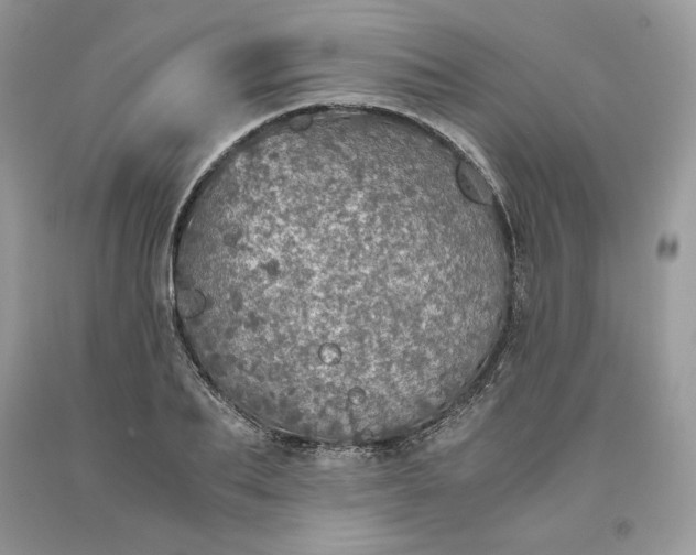 X0000093530887200710261249