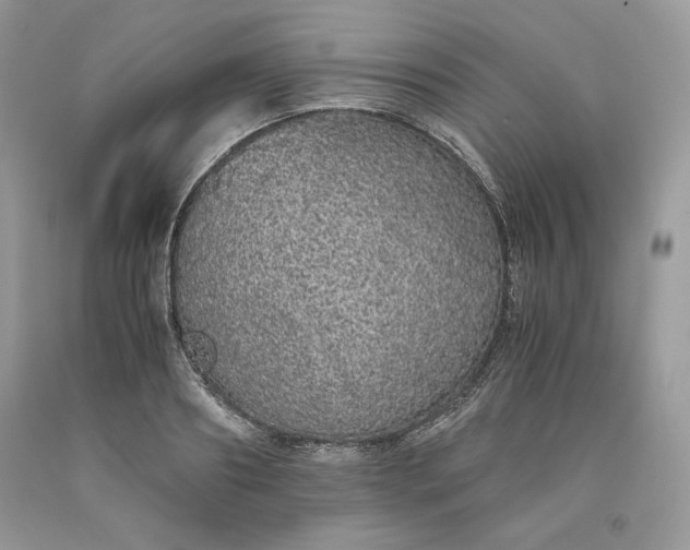 X0000093530890200710261249