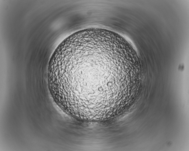 X0000093530903200710261249