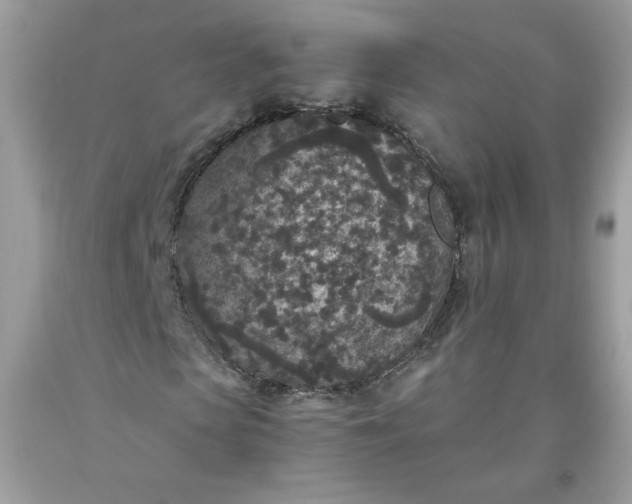 X0000093530913200710261248