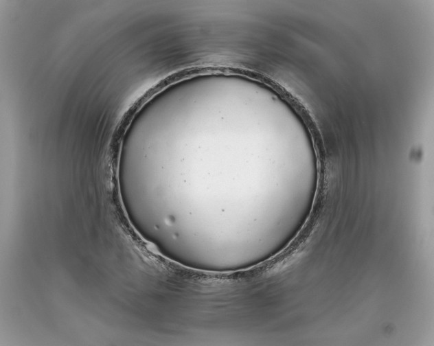 X0000093530925200710261248