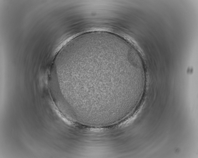 X0000093530985200710261247