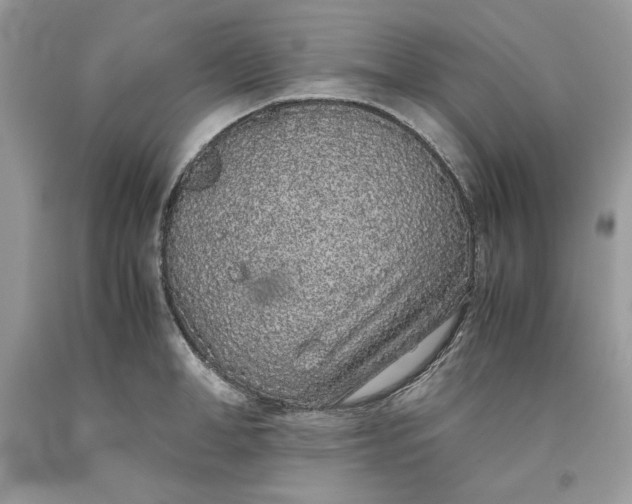 X0000093530998200710261247