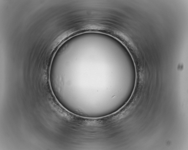 X0000093531025200710261246