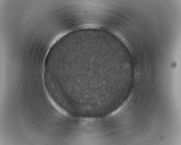 X0000093531034200710261247