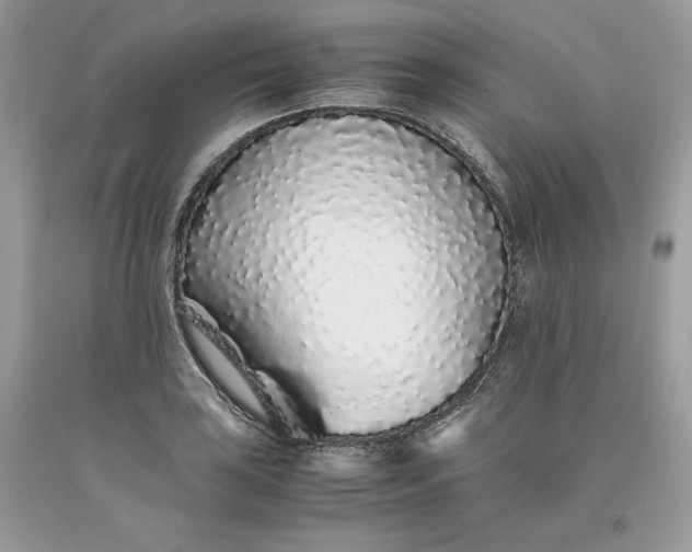 X0000093531035200710261247