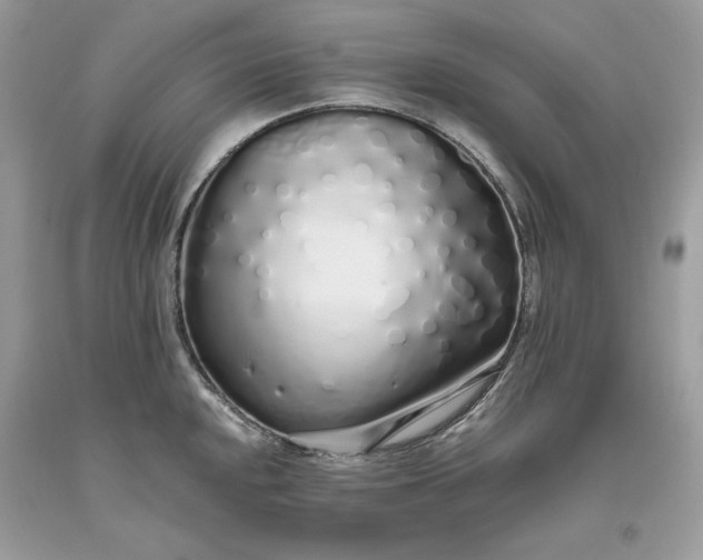 X0000093531048200710261247