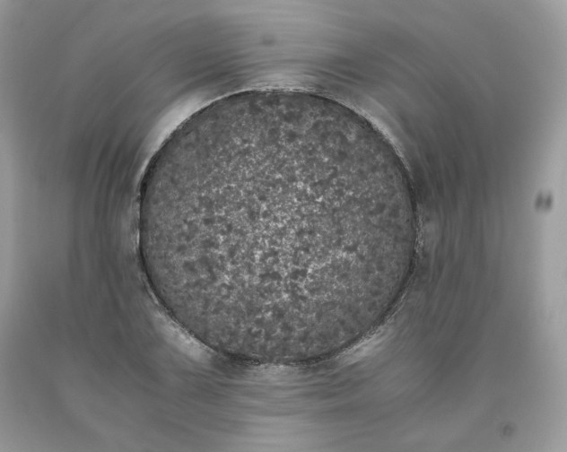 X0000093531075200710261246