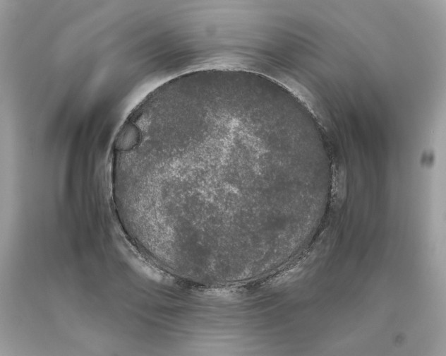 X0000093531078200710261246