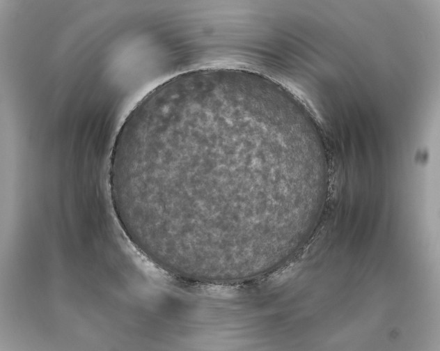 X0000093531086200710261246