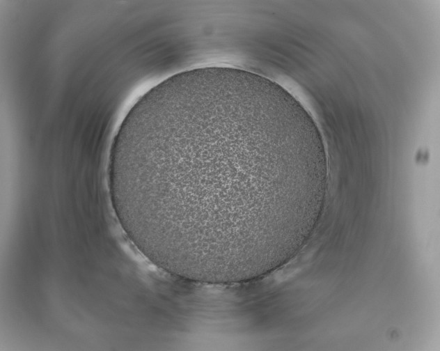 X0000093531104200710261246