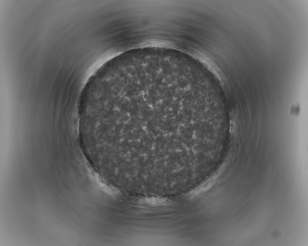 X0000093531117200710261245