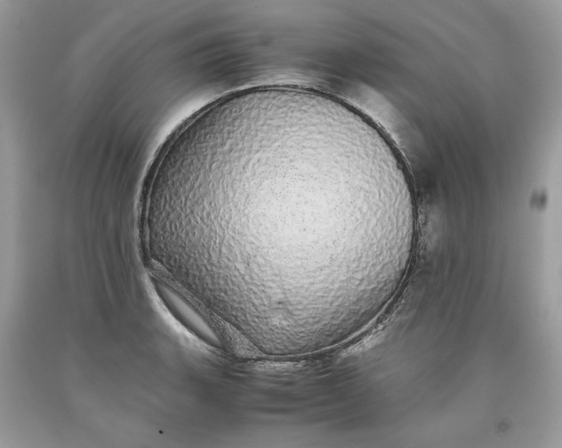 X0000093531135200710261245