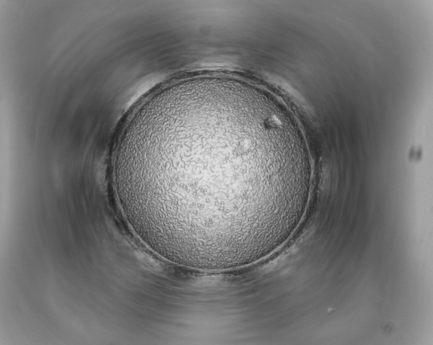 X0000093531162200710261245