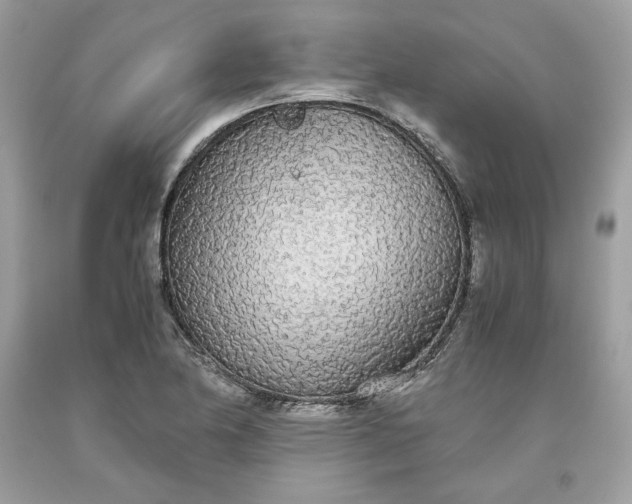 X0000093531174200710261245