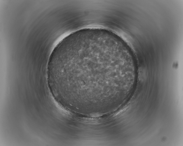 X0000093531229200710261244