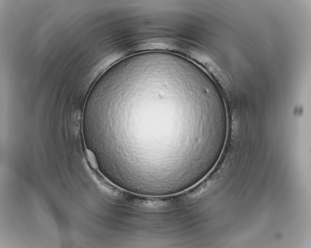 X0000093531233200710261244