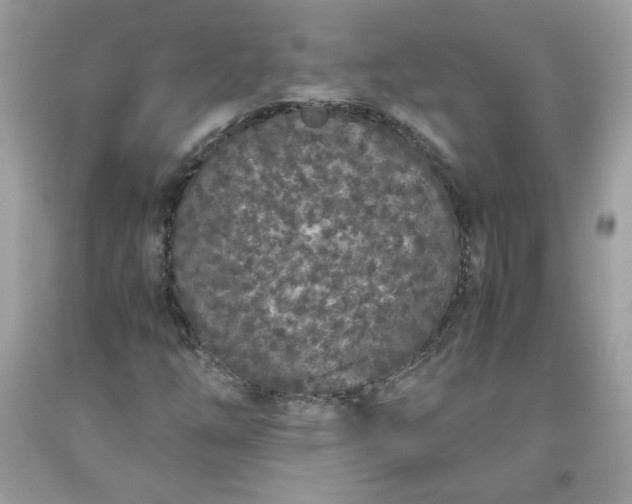 X0000093531254200710261243