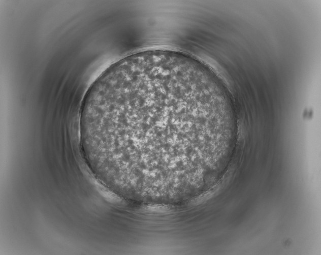 X0000093531274200710261243