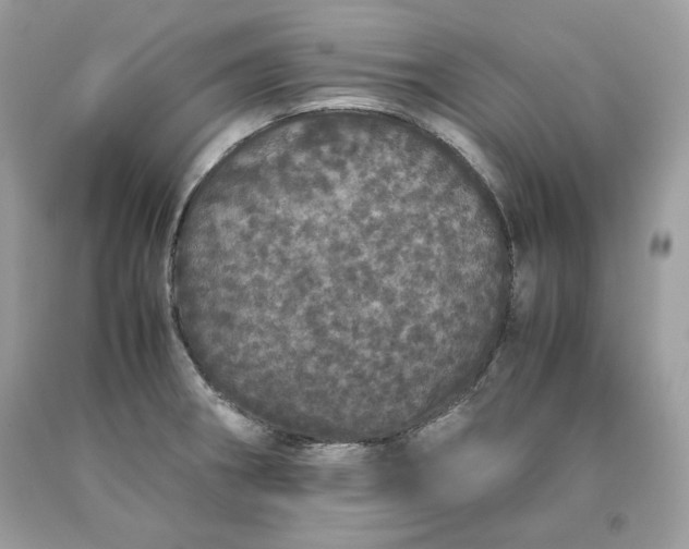 X0000093531282200710261243